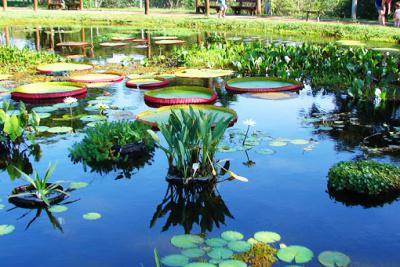 PLANTAS AQUÁTICAS